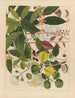 Chinesisches Obst-Aquarell-Album Gemälde Pl03 - Anonym — Ansicht des Kunstwerks