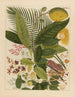 Chinesisches Obst-Aquarell-Album Gemälde Pl04 - Anonym — Ansicht des Kunstwerks