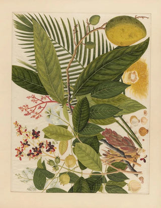 Anonymous - Album of Chinese watercolors of Asian fruits Pl04.webp