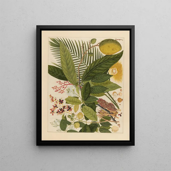 Anonymous - Album of Chinese watercolors of Asian fruits Pl04.webp