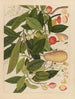 Chinesisches Obst-Aquarell-Album Gemälde Pl05 - Anonym — Ansicht des Kunstwerks