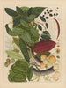 Chinesisches Obst-Aquarell-Album Gemälde Pl07 - Anonym — Ansicht des Kunstwerks