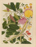 Chinesisches Obst-Aquarell-Album Gemälde Pl08 - Anonym — Ansicht des Kunstwerks