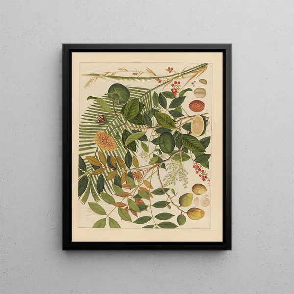Anonymous - Album of Chinese watercolors of Asian fruits Pl10.webp