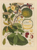 Chinesisches Obst-Aquarell-Album Gemälde Pl11 - Anonym — Ansicht des Kunstwerks