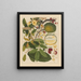 Chinesisches Obst-Aquarell-Album Gemälde Pl11 - Anonym — gerahmtes Bild an der Wand