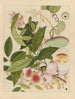 Chinesisches Obst-Aquarell-Album Gemälde Pl12 - Anonym — Ansicht des Kunstwerks
