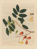 Chinesisches Obst-Aquarell-Album Gemälde Pl14 - Anonym — Ansicht des Kunstwerks