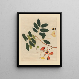 Anonymous - Album of Chinese watercolors of Asian fruits Pl14.webp