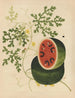 Chinesisches Frucht-Aquarell-Album Gemälde Pl15 - Anonym — Ansicht des Kunstwerks