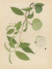 Chinesisches Obst-Aquarell-Album Gemälde Pl17 - Anonym — Ansicht des Kunstwerks
