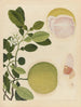 Chinesisches Obst-Aquarell-Album Gemälde Pl20 - Anonym — Ansicht des Kunstwerks