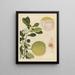 Chinesisches Obst-Aquarell-Album Gemälde Pl20 - Anonym — gerahmtes Bild an der Wand