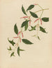 Chinesisches Obst-Aquarell-Album Gemälde Pl21 - Anonym — Ansicht des Kunstwerks