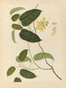 Chinesisches Obst-Aquarell-Album Gemälde Pl22 - Anonym — Ansicht des Kunstwerks