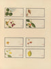 Album chinesischer Aquarellbilder asiatischer Früchte Pl24 - Anonym — Ansicht des Kunstwerks