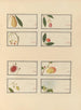Chinesisches Obst-Aquarell-Album Gemälde Pl25 - Anonym — Ansicht des Kunstwerks