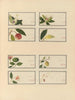 Chinesisches Obst-Aquarell-Album Gemälde Pl27 - Anonym — Ansicht des Kunstwerks