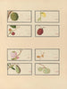 Chinesisches Obst-Aquarell-Album Gemälde Pl28 - Anonym — Ansicht des Kunstwerks