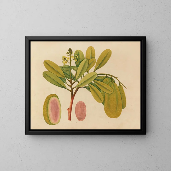 Asiatisches Obst- und Blumen-Aquarell-Album Gemälde Pl01 - Anonym — gerahmtes Bild an der Wand