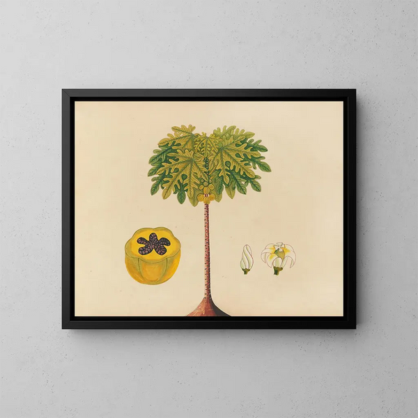 Album de aquarelles de fruits et fleurs asiatiques Pl02 - Anonyme — gerahmtes Bild an der Wand