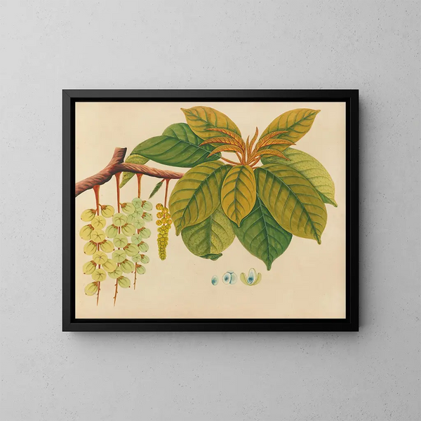 Album der Aquarelle von asiatischen Früchten und Blumen Pl03 - Anonym — gerahmtes Bild an der Wand