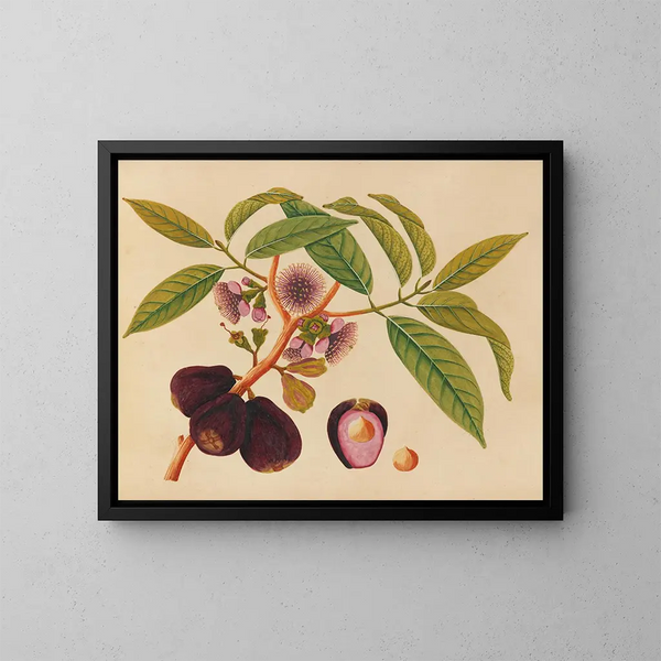 Album der Aquarelle von asiatischen Früchten und Blumen Pl05 - Anonym — gerahmtes Bild an der Wand