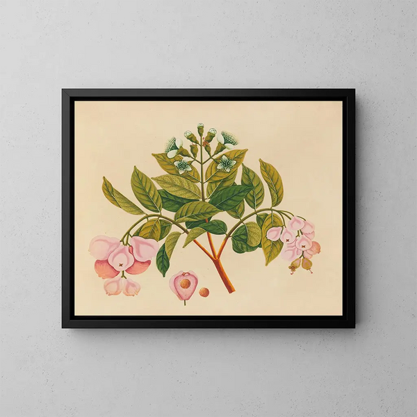 Asiatisches Obst- und Blumen-Aquarell-Album Gemälde Pl06 - Anonym — gerahmtes Bild an der Wand