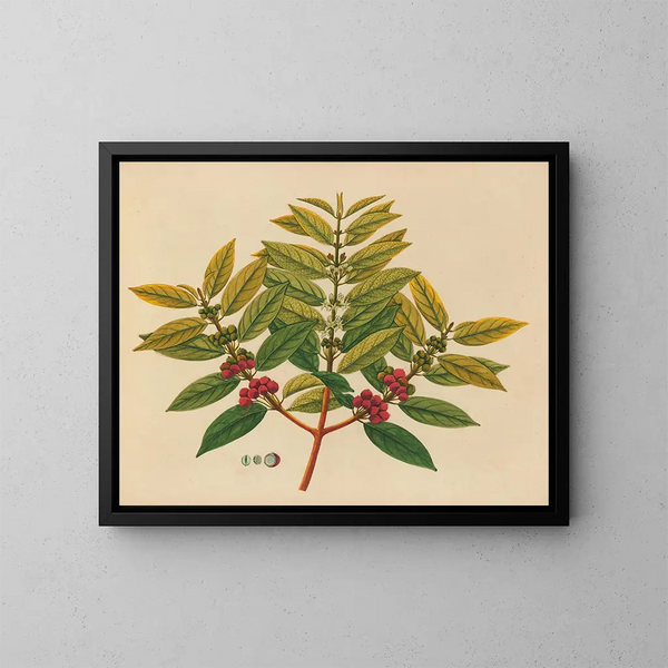 Asiatisches Obst- und Blumen-Aquarell-Album Gemälde Pl07 - Anonym — gerahmtes Bild an der Wand