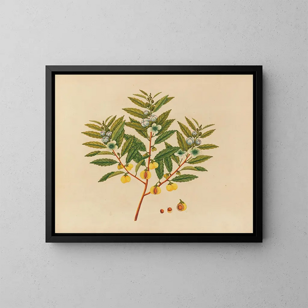 Asiatisches Früchte- und Blumen-Aquarell-Album Gemälde Pl09 - Anonym — gerahmtes Bild an der Wand
