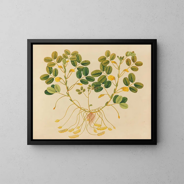Asiatisches Obst- und Blumen-Aquarell-Album Gemälde Pl11 - Anonym — gerahmtes Bild an der Wand