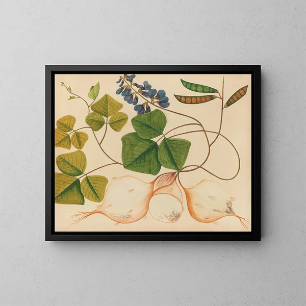 Album der Aquarelle von asiatischen Früchten und Blumen Pl13 - Anonym — gerahmtes Bild an der Wand