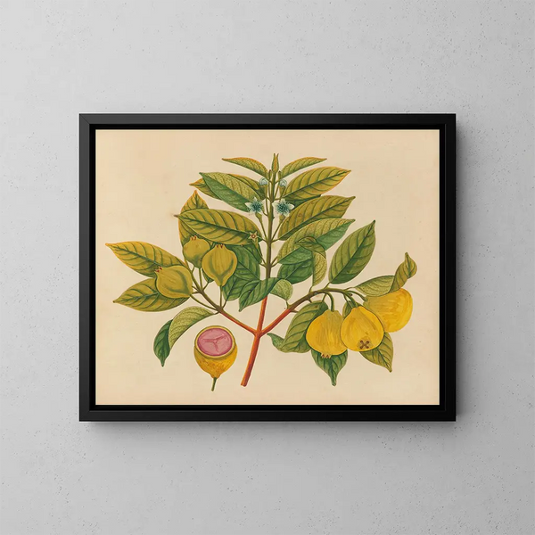 Asiatisches Obst- und Blumen-Aquarell-Album Gemälde Pl14 - Anonym — gerahmtes Bild an der Wand