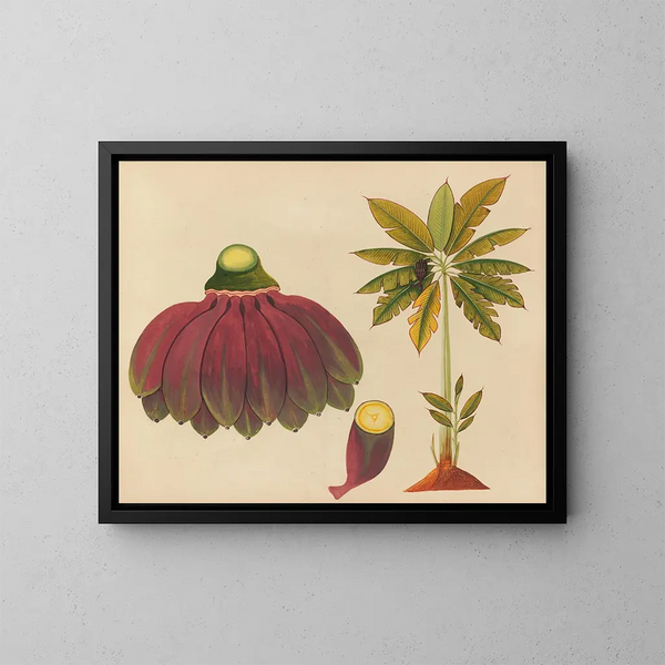 Album de aquarelles de fruits et fleurs asiatiques Pl15 - Anonyme — gerahmtes Bild an der Wand