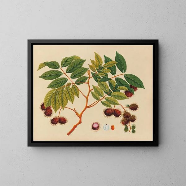 Asiatisches Früchte- und Blumen-Aquarell-Album Gemälde Pl16 - Anonym — gerahmtes Bild an der Wand