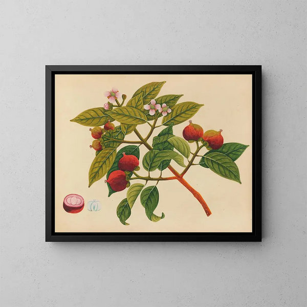 Album der Aquarelle von asiatischen Früchten und Blumen Pl17 - Anonym — gerahmtes Bild an der Wand