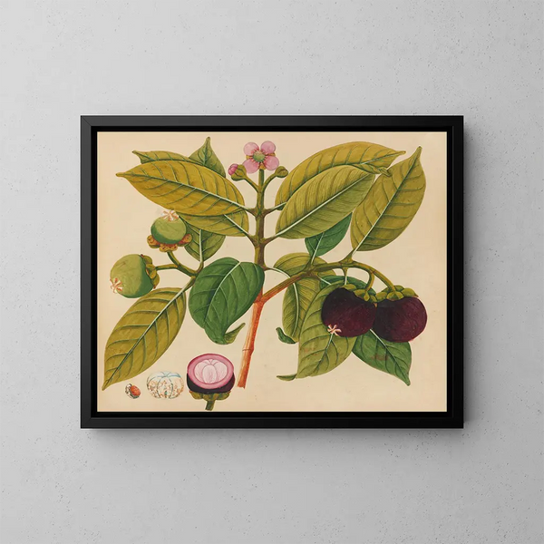 Album der Aquarelle von asiatischen Früchten und Blumen Pl18 - Anonym — gerahmtes Bild an der Wand