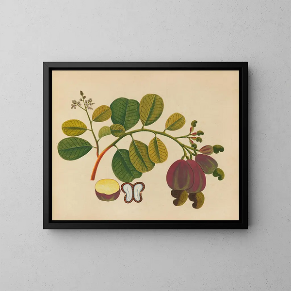 Album der Aquarelle von asiatischen Früchten und Blumen Pl19 - Anonym — gerahmtes Bild an der Wand