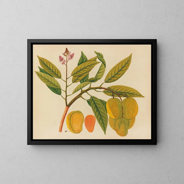 Album der Aquarelle von asiatischen Früchten und Blumen Pl21 - Anonym — gerahmtes Bild an der Wand