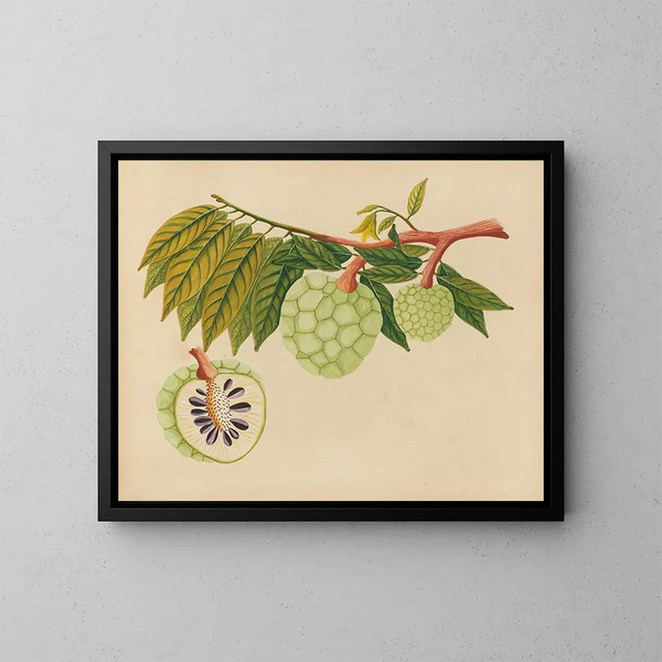 Album de aquarelles de fruits et fleurs asiatiques Pl22 - Anonyme — gerahmtes Bild an der Wand