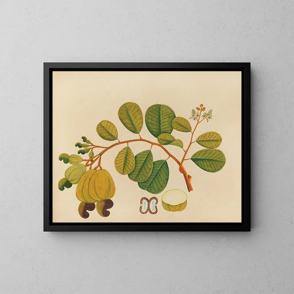 Album der Aquarelle von asiatischen Früchten und Blumen Pl23 - Anonym — gerahmtes Bild an der Wand
