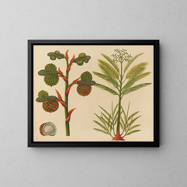 Album der Aquarelle von asiatischen Früchten und Blumen Pl24 - Anonym — gerahmtes Bild an der Wand