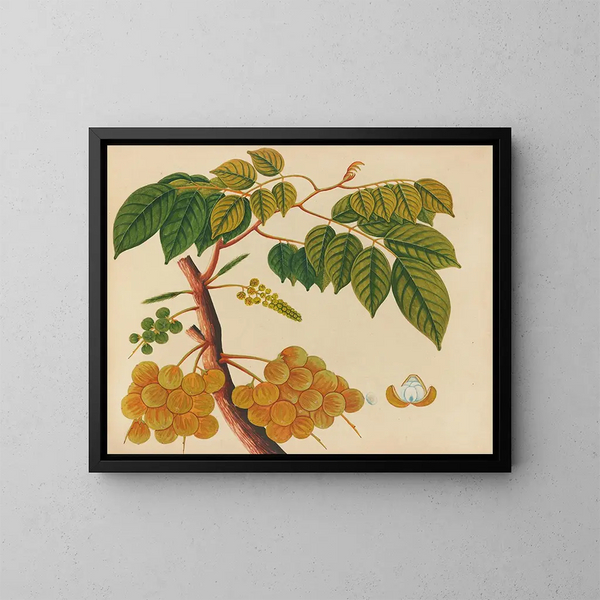 Asiatisches Obst- und Blumen-Aquarell-Album Gemälde Pl25 - Anonym — gerahmtes Bild an der Wand