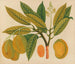 Asiatisches Obst- und Blumen-Aquarell-Album Gemälde Pl28 - Anonym — Ansicht des Kunstwerks