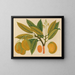 Asiatisches Obst- und Blumen-Aquarell-Album Gemälde Pl28 - Anonym — gerahmtes Bild an der Wand