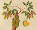 Album der Aquarelle von asiatischen Früchten und Blumen Pl38 - Anonym — Ansicht des Kunstwerks