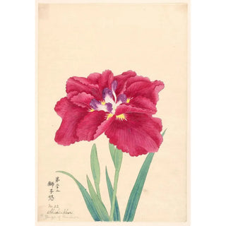 Anonymous - Anger of the Lion ShishiIkari.webp