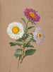 Asters - Anonym — Ansicht des Kunstwerks