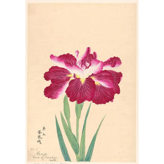 Anonymous - Bird of Paradise Castle Hoojo.webp