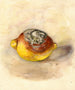 Citrus limon - Anonyme — Ansicht des Kunstwerks